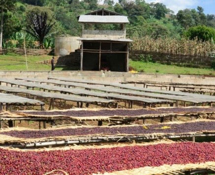 ETHIOPIA / Guji Uraga Gomoro Station